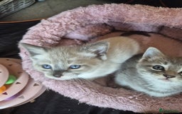 Norwegian Forest Cat cats for sale: Norwegian forest mixed tabby - Image 11