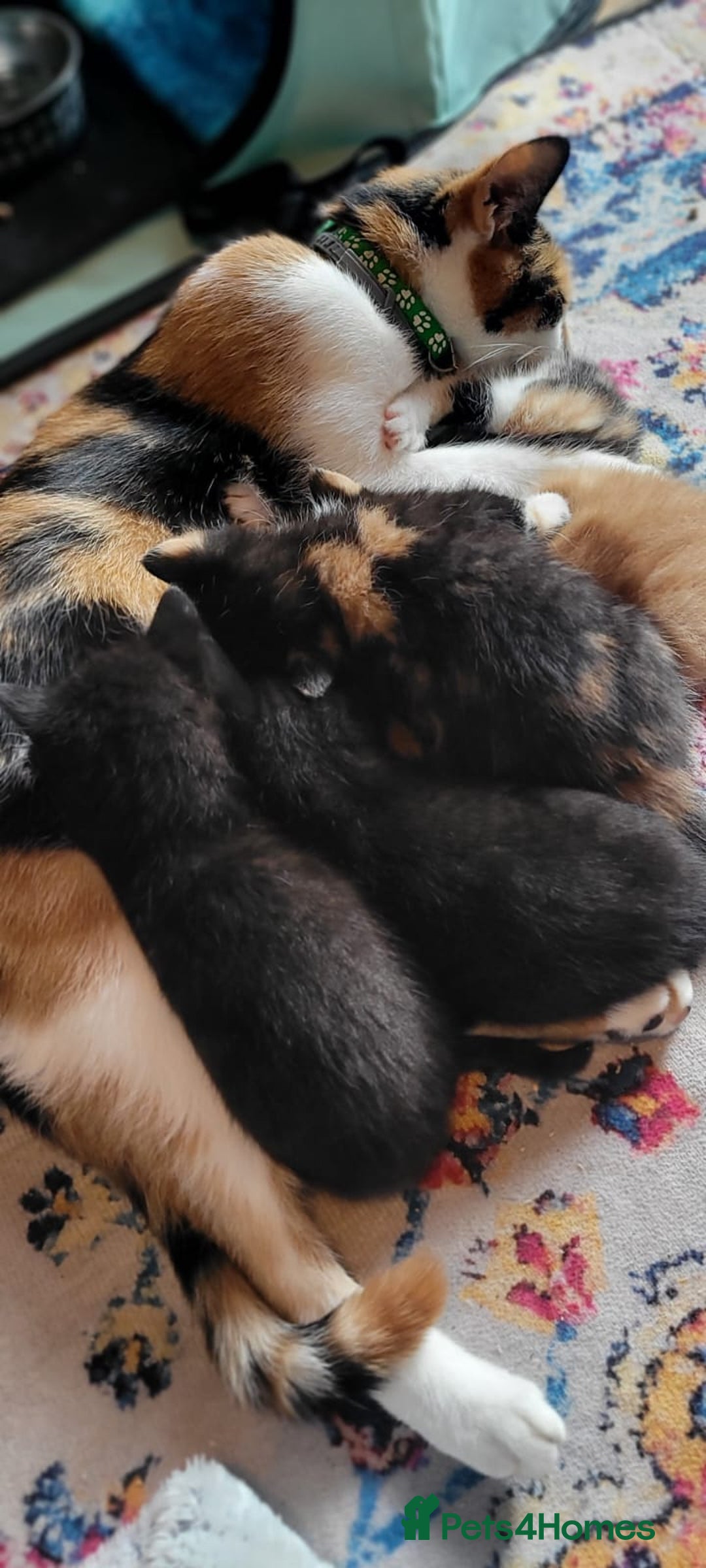 Mixed Breed cats for sale: Beautiful kittens needing loving homes - Image 2