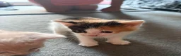 Mixed Breed cats for sale: Kittens for sale - Advert 13