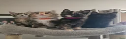 Mixed Breed cats for sale: Fantastic Four - Advert 1