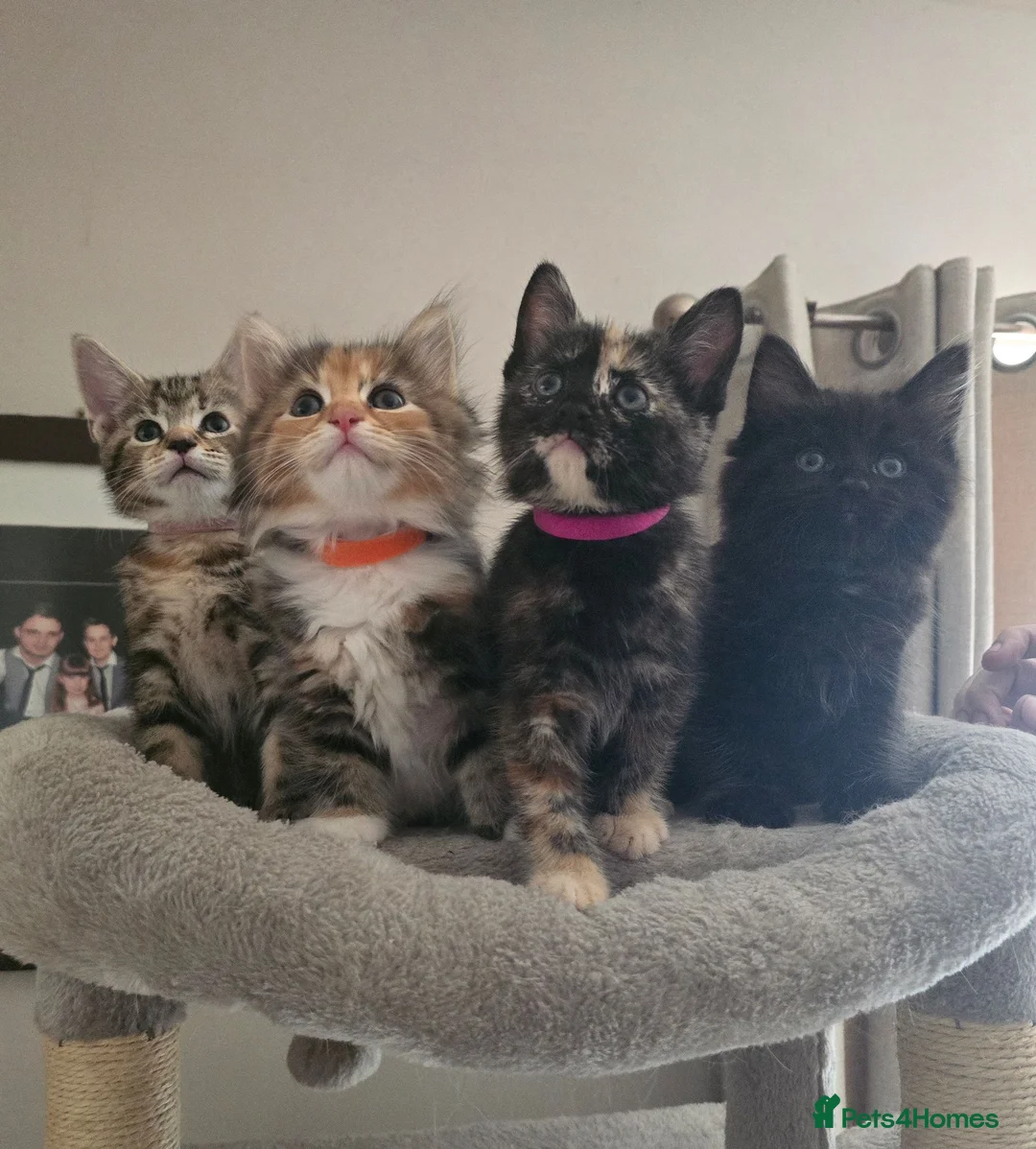 Mixed Breed cats for sale: Fantastic Four - Advert 1