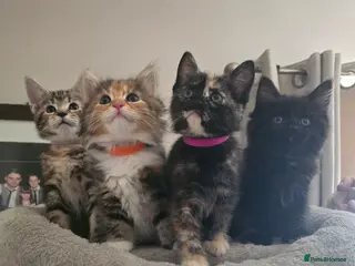 Mixed Breed cats Fantastic Four - Advert 2