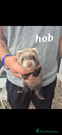 Ferret rodents - Advert 18