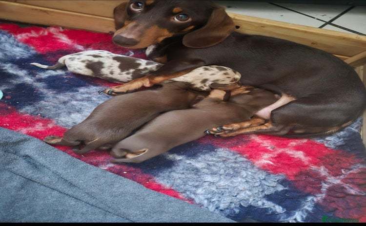 Miniature Dachshund dogs - Advert 2