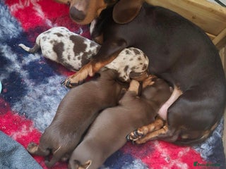 Miniature Dachshund dogs - Advert 29