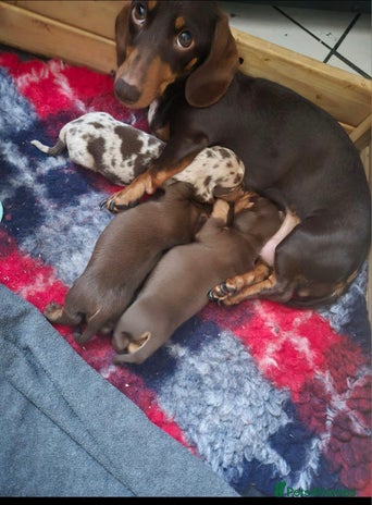 Miniature Dachshund dogs - Advert 3