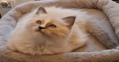 Ragdoll cats - Advert 3