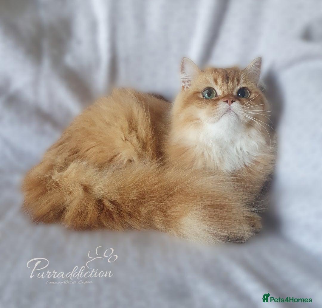 British Longhair cats for sale: British Longhair older kitten for sale  - Image 2