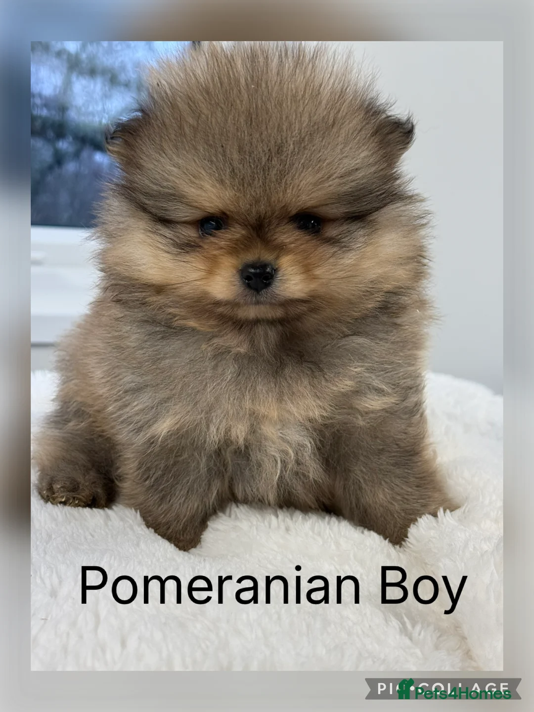 Pomeranian dogs for sale: KC Pomeranian Boys - Advert 1