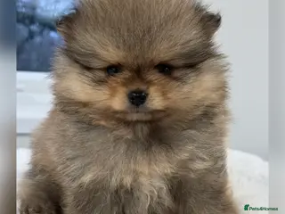 Pomeranian dogs KC Pomeranian Boys - Advert 12