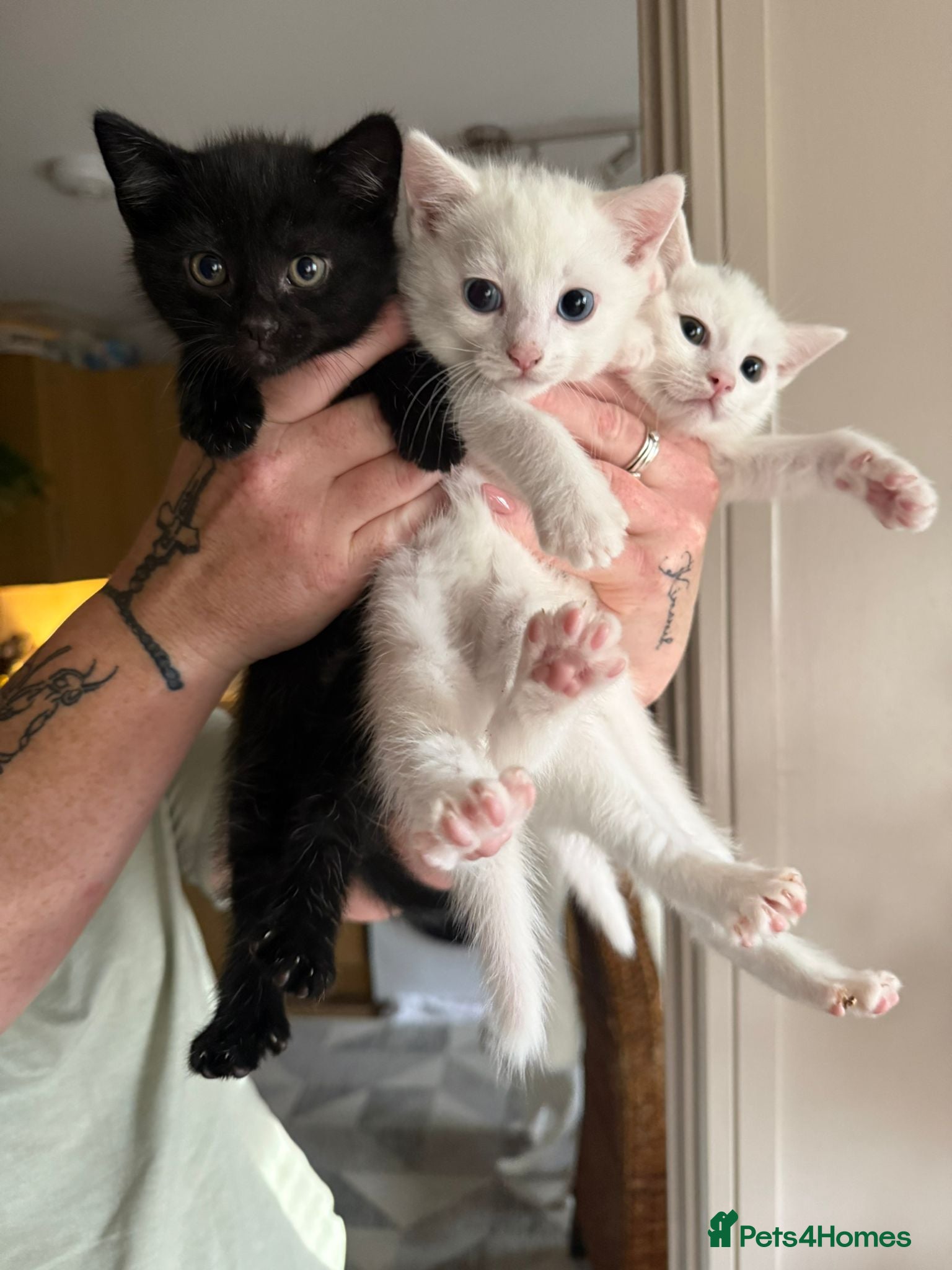 Khao Manee cats Two white kittens for sale  - Advert 4
