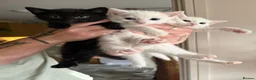 Khao Manee cats for sale: Two white kittens for sale  - Advert 1
