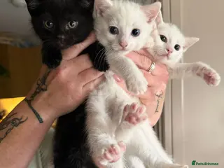 Khao Manee cats Two white kittens for sale blue eyes - Advert 1