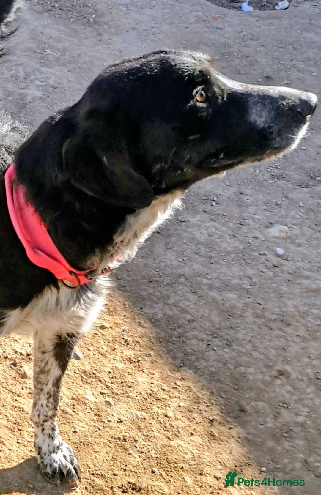 Mixed Breed dogs for adoption: Charlie Boy - HUmble mixed breed in Weymouth - Advert 1