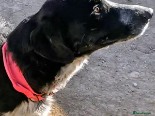 Mixed Breed dogs Charlie Boy - HUmble mixed breed - Advert 1