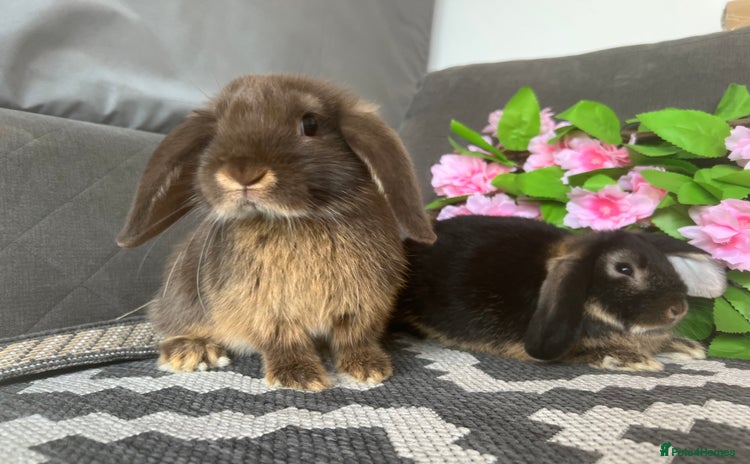 Mini Lop rabbits - Advert 6