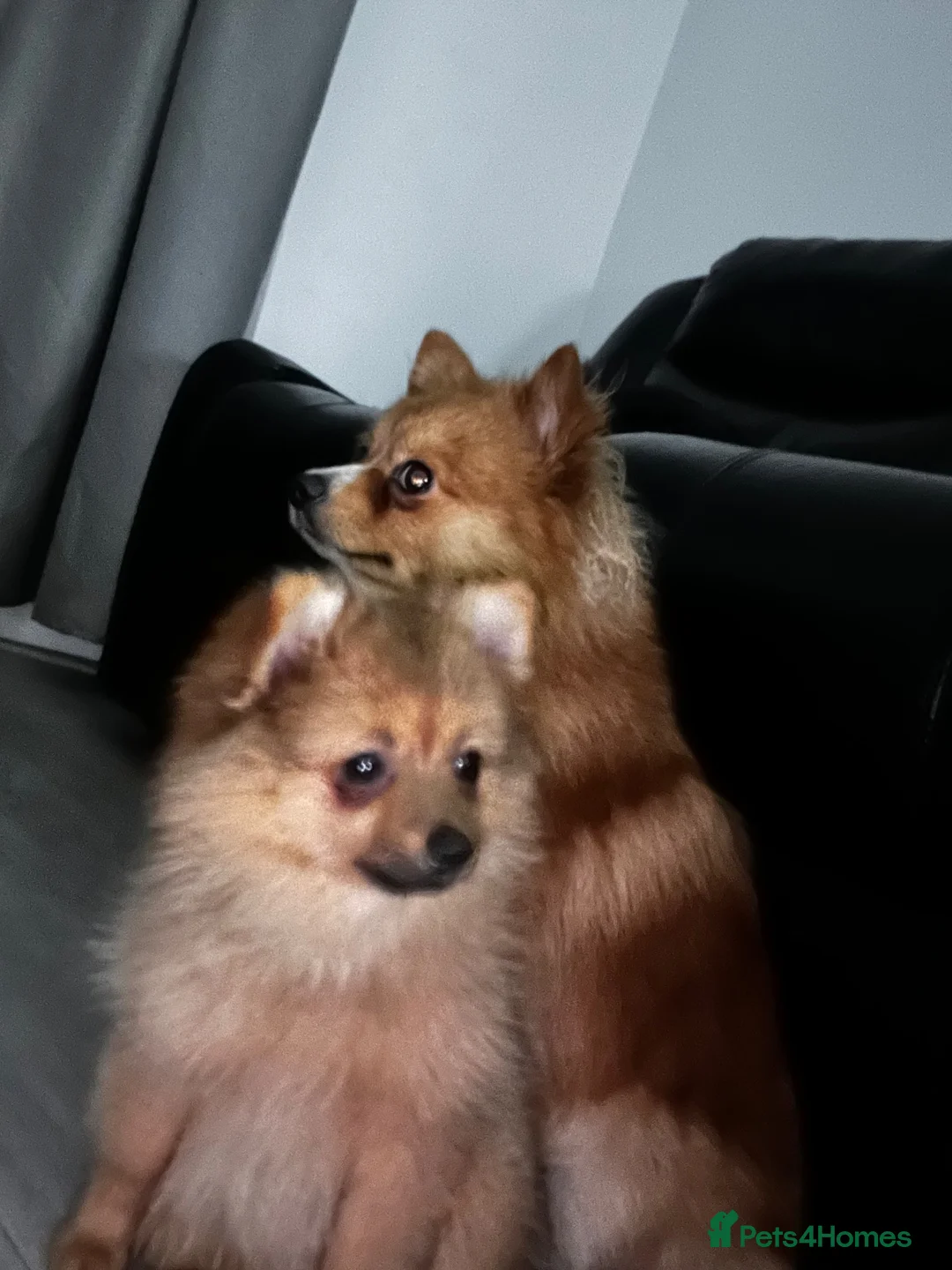 Pomeranian dogs for sale: 14 weeks old girl toy fox face pomeranian  - Advert 2