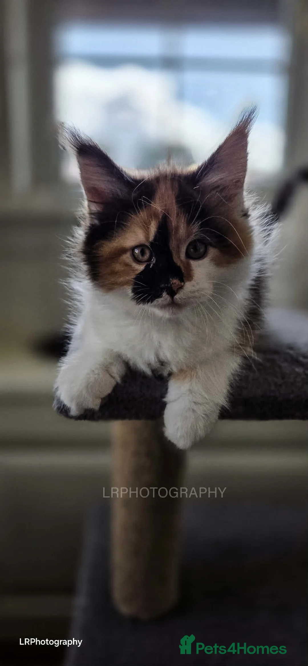 Maine Coon cats for sale: TICA REGISTERED MAINE COON  - Advert 2