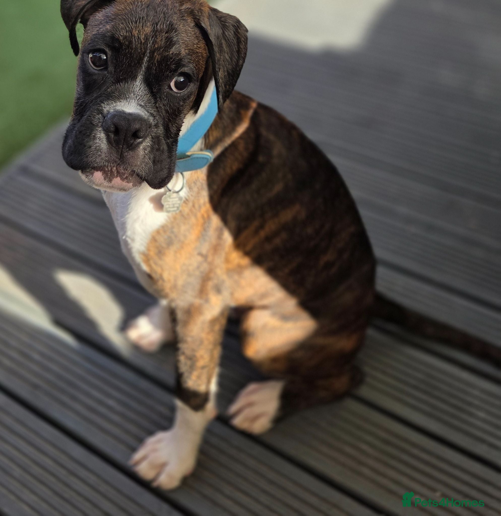 Boxer dogs 6 Month Old Male Boxer Puppy - Advert 2