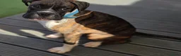 Boxer dogs for sale: 6 Month Old Male Boxer Puppy in Exeter - Advert 1