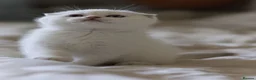 Scottish Fold cats for sale: Scottish fold - Advert 15