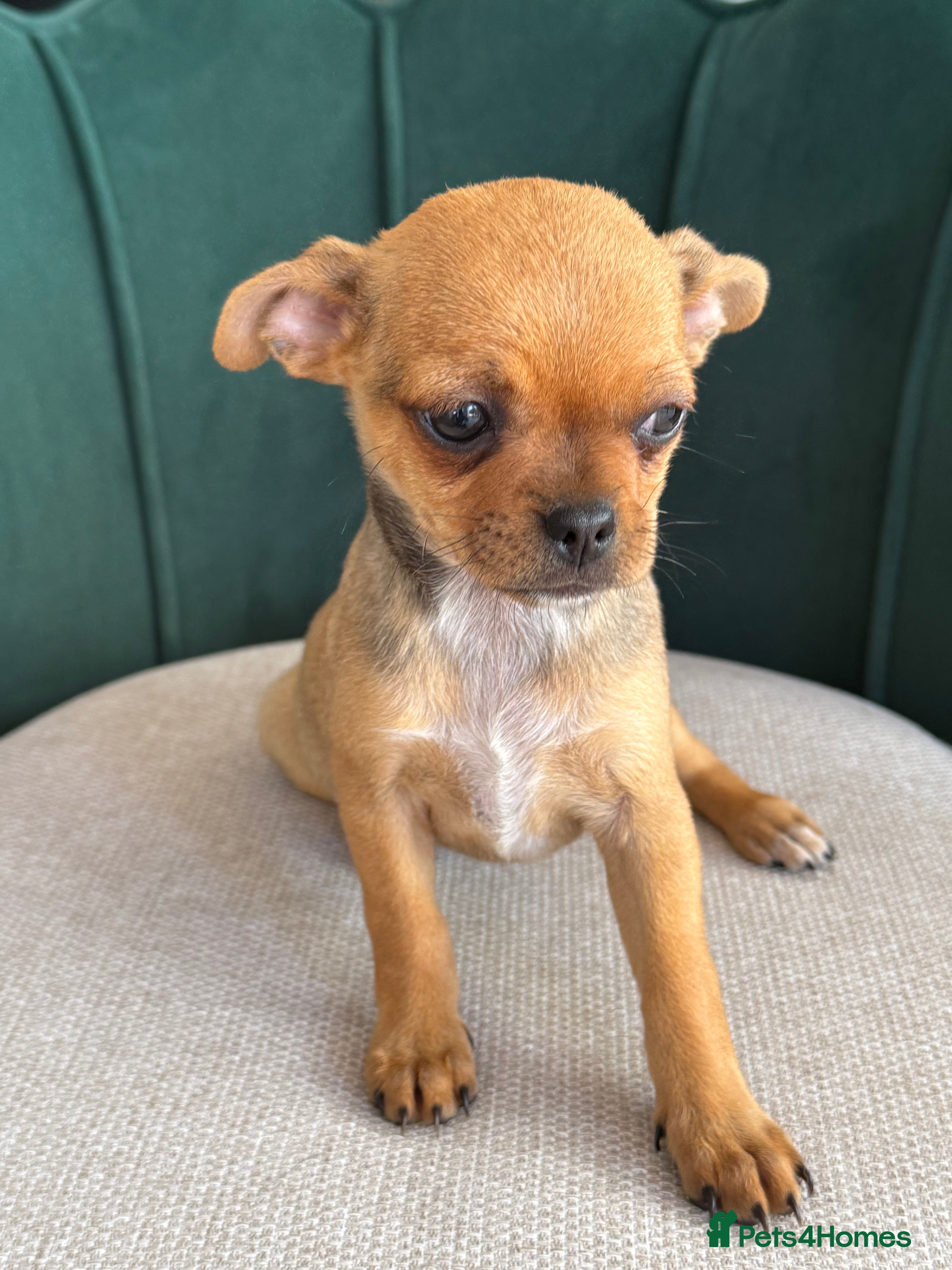 Chihuahua dogs Adorable Chihuahua Puppies - Advert 2