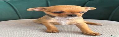 Chihuahua (Biscoff)