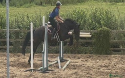 British Warmblood horses for sale: Fudge the yard favourite  - Image 6
