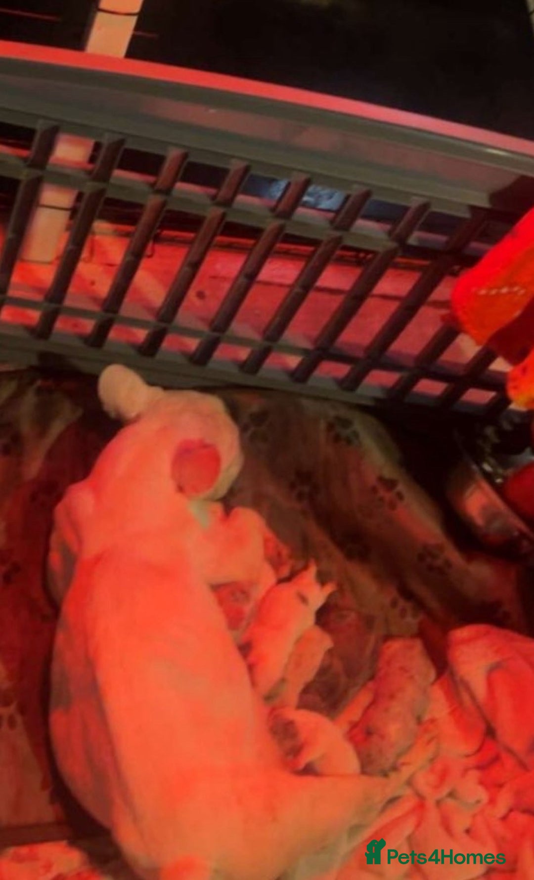 French Bulldog dogs for sale: Beautiful French bulldog puppies  - Advert 9