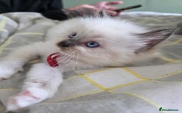 Ragdoll cats for sale: Fully Vaccinated Ragdolls ready 8th Nov - Image 9