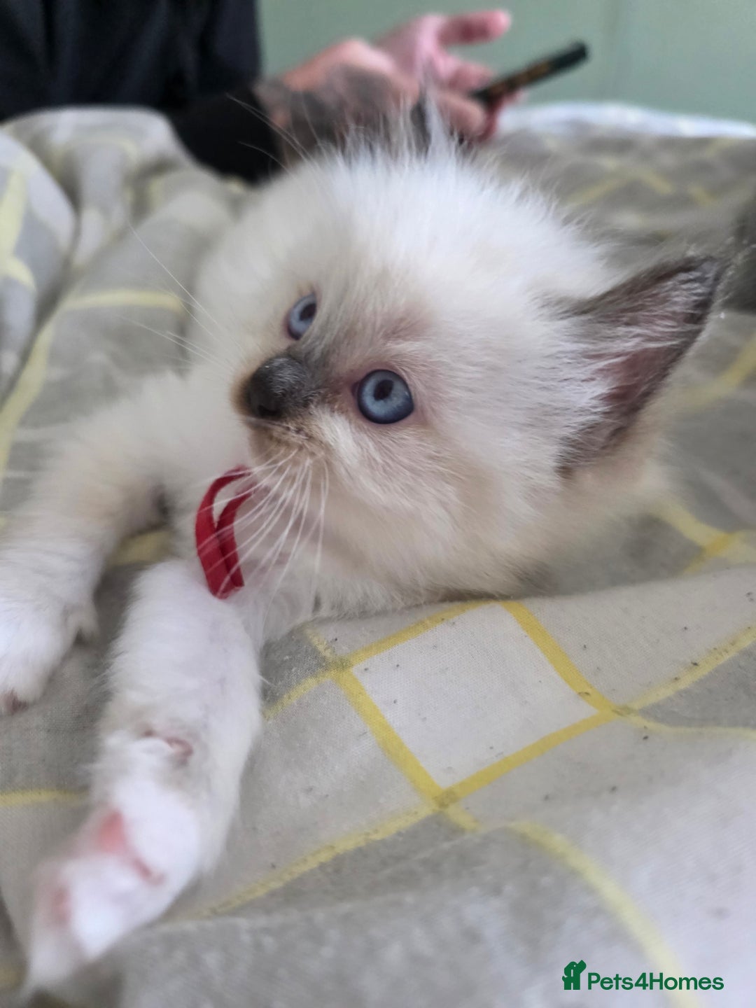 Ragdoll cats for sale: Fully Vaccinated Ragdolls ready 8th Nov - Image 9