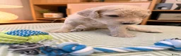 Goldendoodle dogs for sale: Goldendoodle Puppies - Advert 27