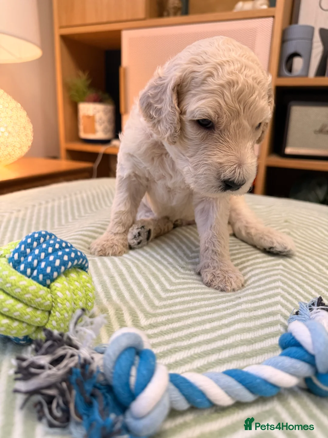 Goldendoodle dogs for sale: Goldendoodle Puppies - Advert 27
