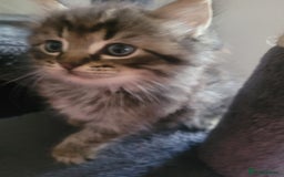 Maine Coon cats for sale: Long hair main coin crossed ragdoll - Image 5