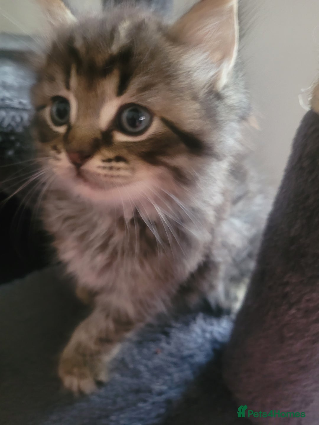Maine Coon cats for sale: Long hair main coin crossed ragdoll - Image 5