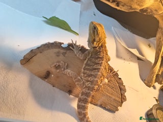 Bearded Dragon reptiles - Advert 1
