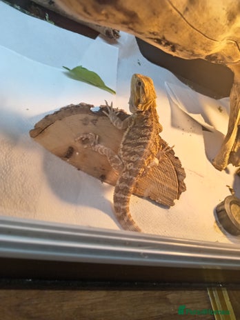 Bearded Dragon reptiles - Advert 10
