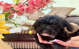 Maltipoo dogs for sale: BEAUTIFUL MALTIPOO PUPPIES READY TO GO! - Image 2