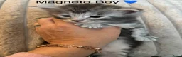 Maine Coon cats for sale: Stunning tica registered Maine coon kittens  - Advert 7