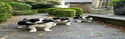 Border Collie dogs for sale: 2 border collie Pups- Ready to go now! - Advert 37