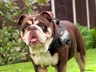 English Bulldog dogs Chocolate and white rocket Rambo for stud in Walsall - Advert 3