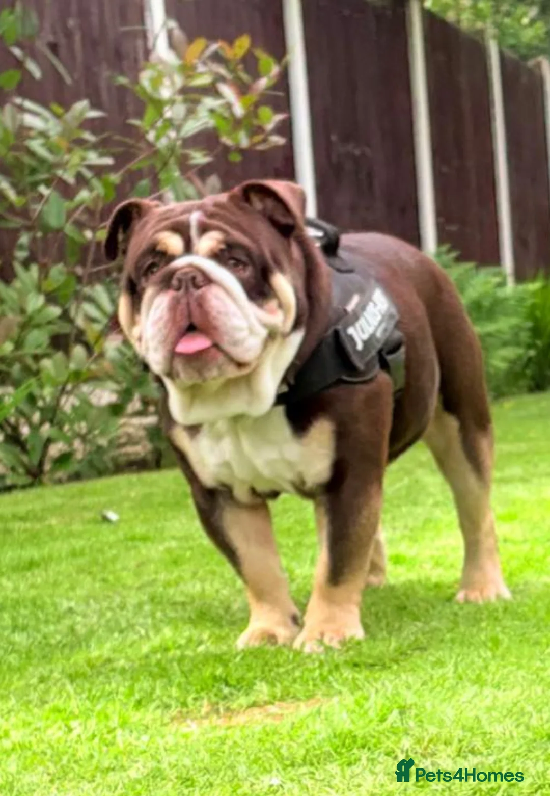 English Bulldog dogs for stud: Chocolate and white rocket Rambo for stud in Walsall - Advert 1