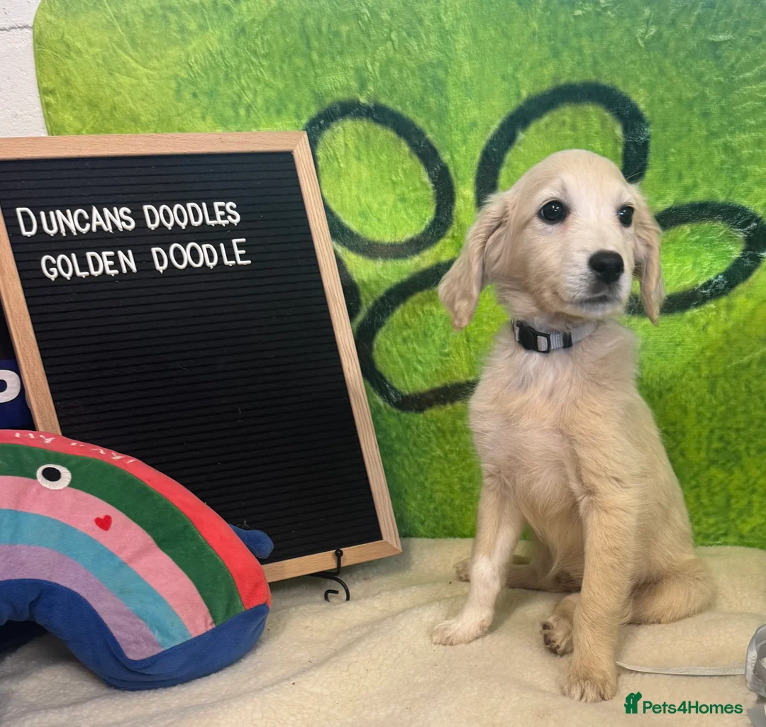 Goldendoodle dogs for sale: F2 Goldendoodles  - Advert 2
