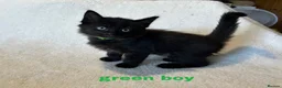 Mixed Breed cats for sale: Ragdoll x kittens  in Cardigan - Advert 8