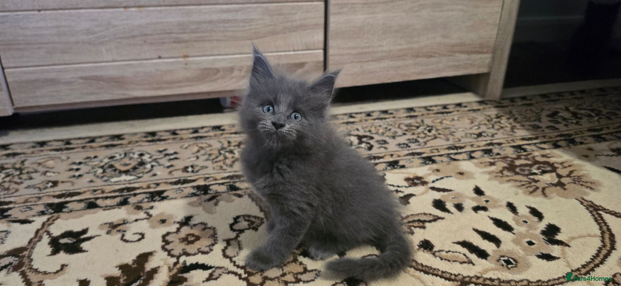 Maine Coon cats Maine coon kittens - Advert 6