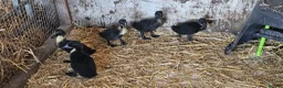 Ducks poultry for sale: Csyuga Ducklings in Coniston - Advert 1