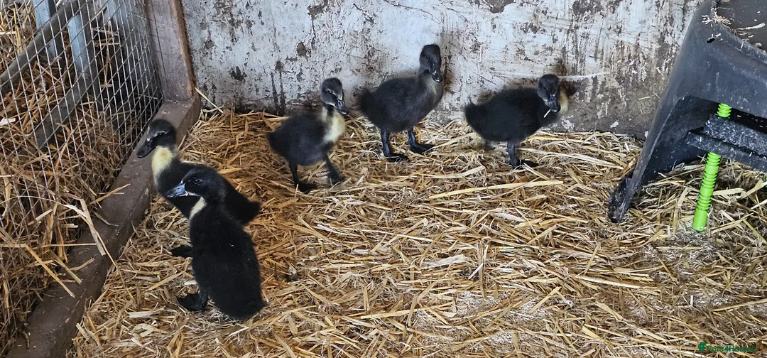 Ducks poultry for sale: Csyuga Ducklings in Coniston - Advert 1