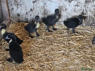 Ducks poultry Csyuga Ducklings - Advert 1