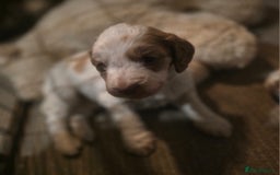 Cockapoo dogs for sale: Cockerpoo puppies F1. Stunning litter  - Image 5