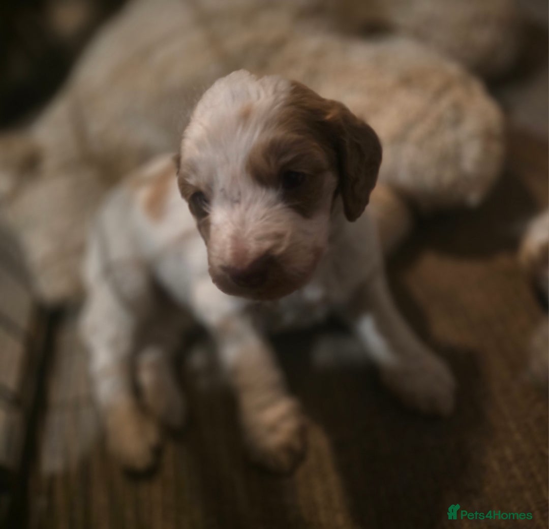 Cockapoo dogs for sale: Cockerpoo puppies F1. Stunning litter  - Image 5